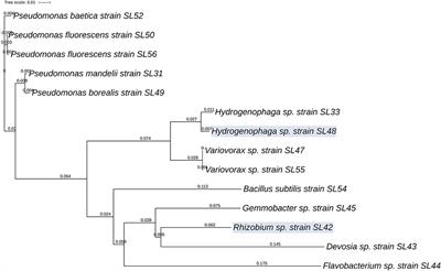 Rhizobacteria From Root Nodules of an Indigenous Legume Enhance Salinity Stress Tolerance in Soybean